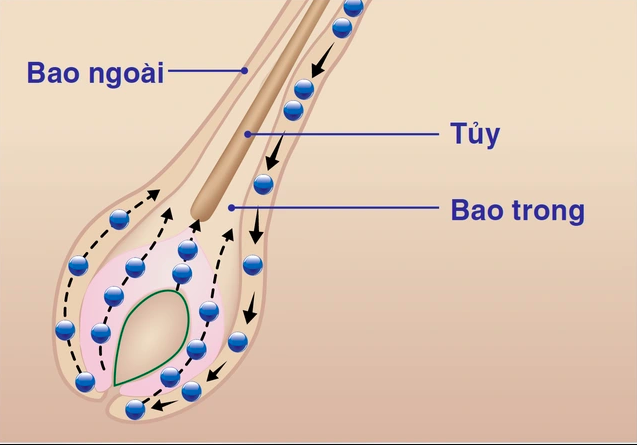 Tế bào mầm tóc là gì?
